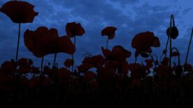 nochu-v-makovom-pole-so-zvukami-sverchkov-i-ptic-dlya-krepkogo-sna-relaksacii-antistress-attachment