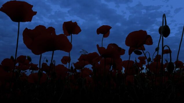 nochu-v-makovom-pole-so-zvukami-sverchkov-i-ptic-dlya-krepkogo-sna-relaksacii-antistress-attachment