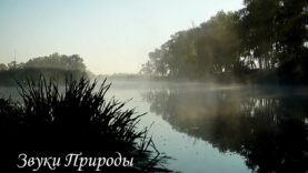 penie-solovya-na-voshode-solnca-attachment