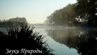 penie-solovya-na-voshode-solnca-attachment