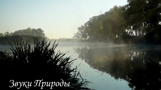 penie-solovya-na-voshode-solnca-attachment