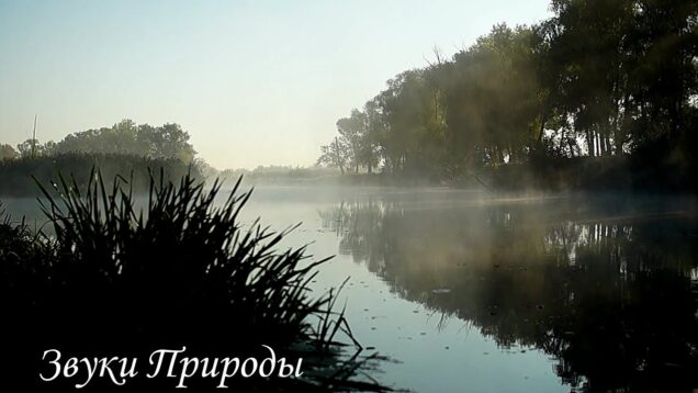 penie-solovya-na-voshode-solnca-attachment