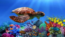 rasslablyaushhaya-muzyka-dlya-snyatiya-stressa-trevogi-i-depressii-iscelenie-razuma-tela-i-dushi-23-attachment