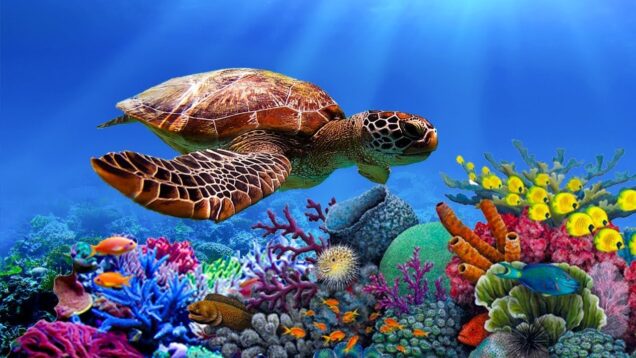 rasslablyaushhaya-muzyka-dlya-snyatiya-stressa-trevogi-i-depressii-iscelenie-razuma-tela-i-dushi-23-attachment