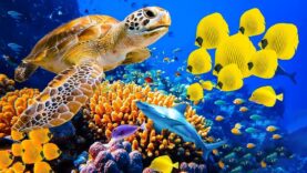 rasslablyaushhaya-muzyka-dlya-snyatiya-stressa-trevogi-i-depressii-iscelenie-razuma-tela-i-dushi-attachment