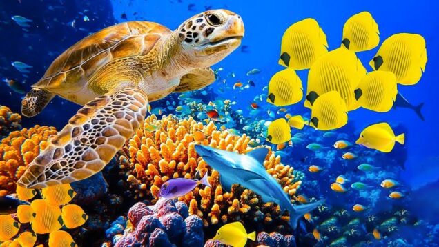 rasslablyaushhaya-muzyka-dlya-snyatiya-stressa-trevogi-i-depressii-iscelenie-razuma-tela-i-dushi-attachment