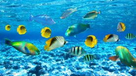 rasslablyaushhaya-muzyka-dlya-snyatiya-stressa-trevogi-i-depressii-iscelenie-razuma-tela-i-dushi-88-attachment