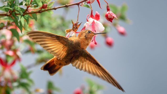 rasslablyaushhaya-spokojnaya-muzyka-dlya-ucheby-raboty-meditacii-i-lecheniya-attachment