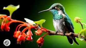 samaya-krasivaya-melodiya-na-svete-etu-muzyku-mozhno-slushat-vechno-krasivaya-muzyka-sergej-grishhuk-258-attachment