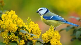 uspokaivaushhaya-muzyka-dlya-nervov-lechebnaya-muzyka-dlya-serdca-i-sosudov-relaks-muzyka-dlya-dushi-206-attachment