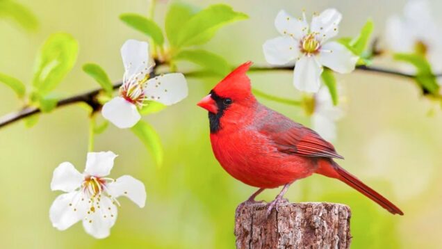 uspokaivaushhaya-muzyka-dlya-nervov-rasslablyaushhaya-muzyka-s-peniem-ptic-pomozhet-snyat-stress-attachment
