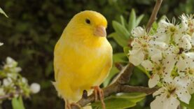 uspokaivaushhaya-muzyka-lechit-bolezni-serdca-i-polezna-dlya-sosudov-muzyka-polezna-i-polezna-dlya-dush-attachment