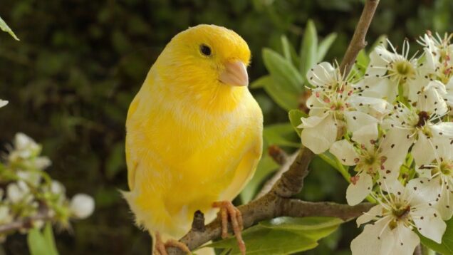 uspokaivaushhaya-muzyka-lechit-bolezni-serdca-i-polezna-dlya-sosudov-muzyka-polezna-i-polezna-dlya-dush-attachment
