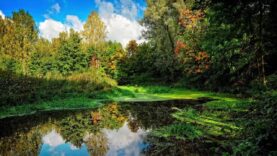 zvuki-prirody-shum-lesa-penie-ptic-muzyka-dlya-meditacii-sounds-of-nature-birdsong-forest-noise-attachment